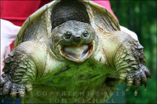 Snapping Snapping Turtle - (c) Tom Michell Image on Tamiasoutside.com