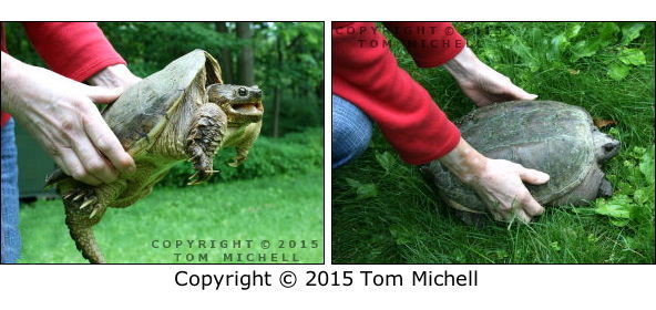 Settling a Snapping Turtle - (c) Tom Michell Image on Tamiasoutside.com