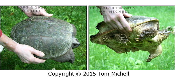 Lifting a Snapping Turtle Properly - (c) Tom Michell Image on Tamiasoutside.com